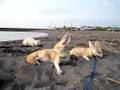 Fennec surprised by the helicopter & kitten have a dust bath