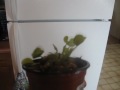 venus fly trap going into Dormancy