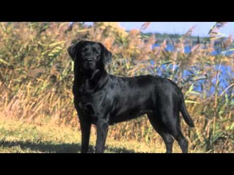labradors - 