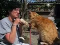 katten geven ook pootjes