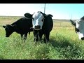 Cows Eat Late Season Diffuse Knapweed