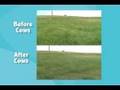 Cows Eat Late Season Diffuse Knapweed