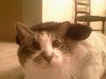 Fat Cat Drinks Jager under the influence of Ice Nine Kills Fat Cat Drinks Jager under the influence of Ice Nine Kills