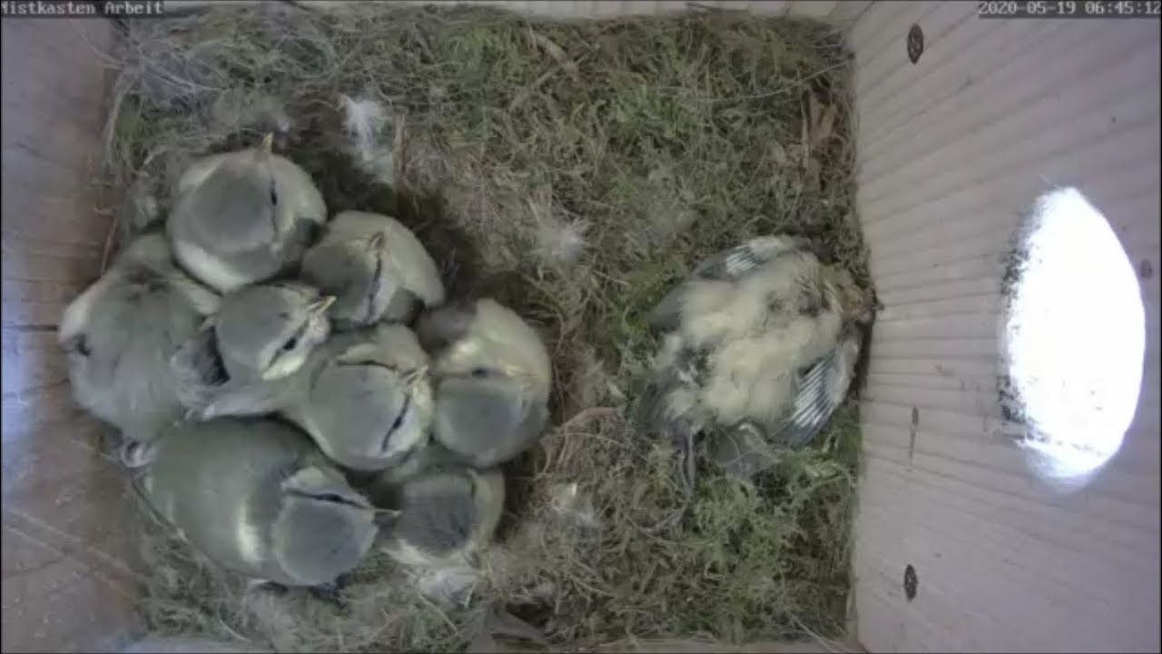 75 Tage im Nest der Blaumeise - Zeitraffer 2020