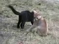 kittens 2006