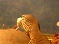 argus-monitor-eating