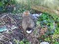 George the French Lop