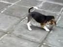 Teka 01 - Beagle on stage Teka 01 - Beagle on stage