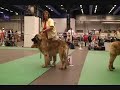 World Dog Show part 5