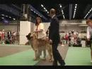 World Dog Show part 5