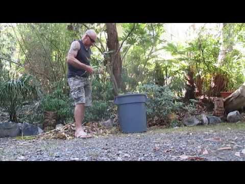 how to replant yucca cuttings