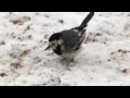 Restaurant **** pour oiseaux: