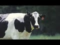 Cow Song Cow Song