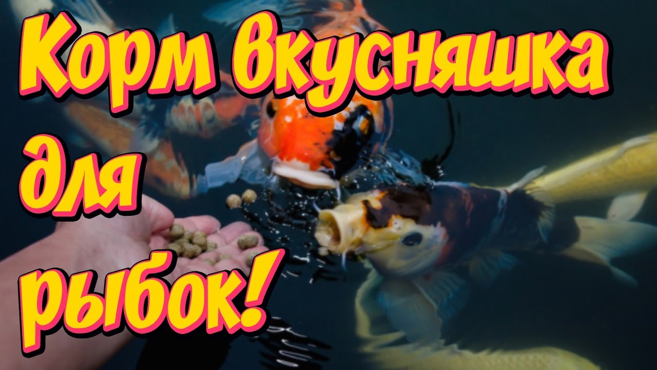 Корм для аквариумных рыбок своими руками! Простой рецепт!