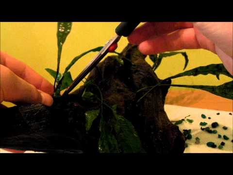 how to plant java fern