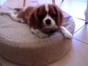Kenzie the Cavalier King Charles Spaniel puppy