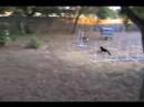 Shiba Kiddie Pool Play