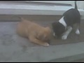 Wadmalaw Island Ditch Dogs