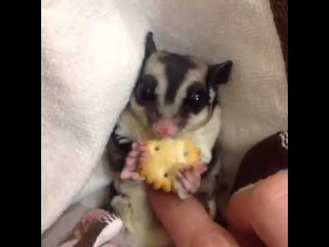how to love sugar glider