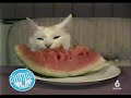 Gatos 2 Gatos 2