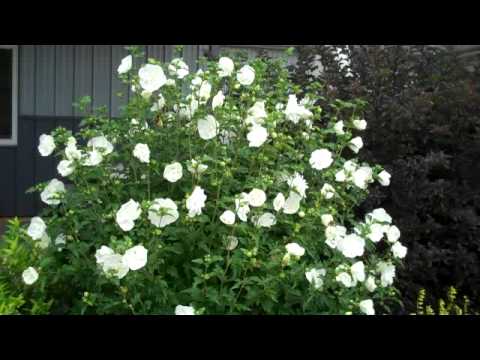 how to fertilize a rose of sharon