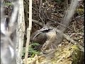 Ruffed Grouse Drumming