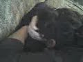 bolita al gordooo