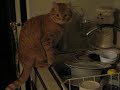 Buddy The Cat Playing With Water Buddy The Cat Playing With Water