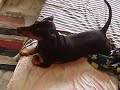 My funny dog(daschund)