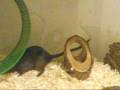 videos de Ace The Gerbil