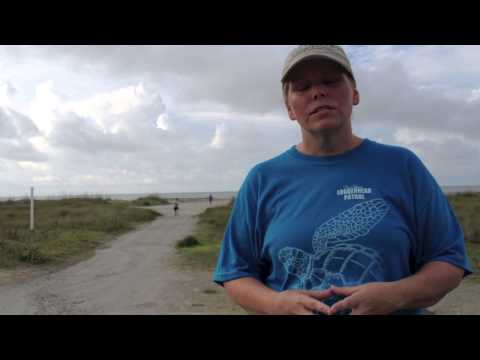 how to transplant turtle eggs