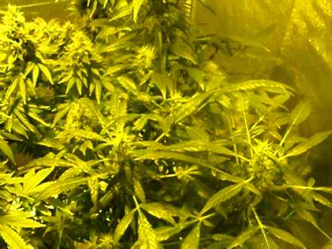 how to grow ak48 indoors