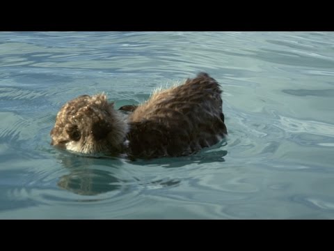 Sea otter pup is left to float alone - Alaska: Earth's Frozen Kingdom: Episode 1 Preview - BBC Two