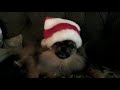 Baby Dog Loves Attention & Loves Christmas.MOV