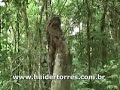 Urutau - Ave fantasma