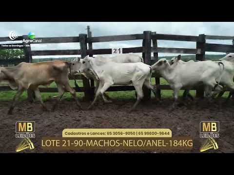 528� LEIL�O VIRTUAL MB LEIL�ES