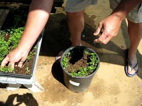 how to replant carrot tops
