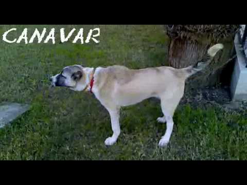 kangal