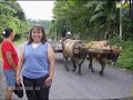 (Fotos de El Salvador) Guanaco LA