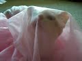 Violence in a Pink Nightie