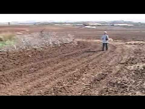 Canaan dog search training session