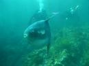 Ocean Sunfish off Catalina