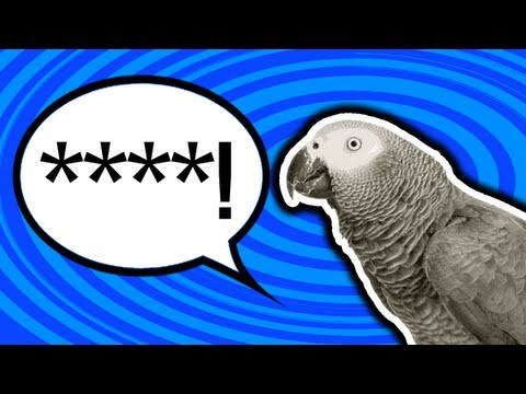 Parrot Says Naughty Words (SWEARING PARROT)