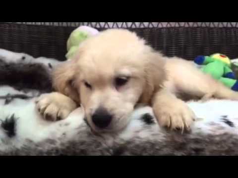Such a Stud! Gorgeous Male Golden Retriever!
