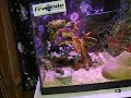 my reptile room tour