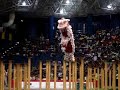A LION DANCE TRIBUTE : The World Of Lion Dancing A LION DANCE TRIBUTE : The World Of Lion Dancing
