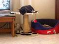videos de Sushi e Socks
