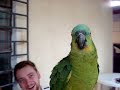 parrot singing opera