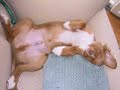 Nova Scotia Duck Tolling Retriever - Chester, A Short Story Nova Scotia Duck Tolling Retriever - Chester, A Short Story