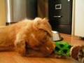 Nova Scotia Duck Tolling Retriever - Chester, A Short Story